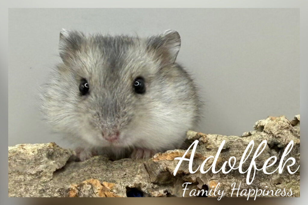 adolfek