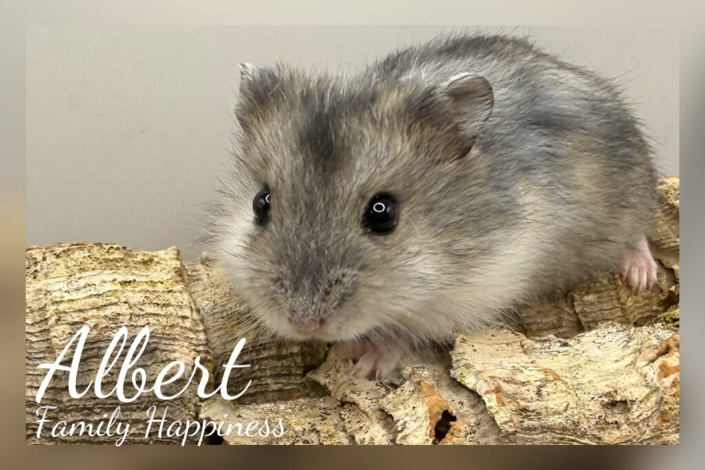 albert