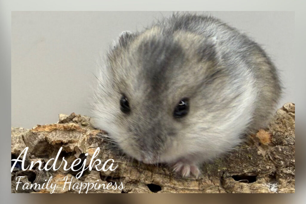 andrejka