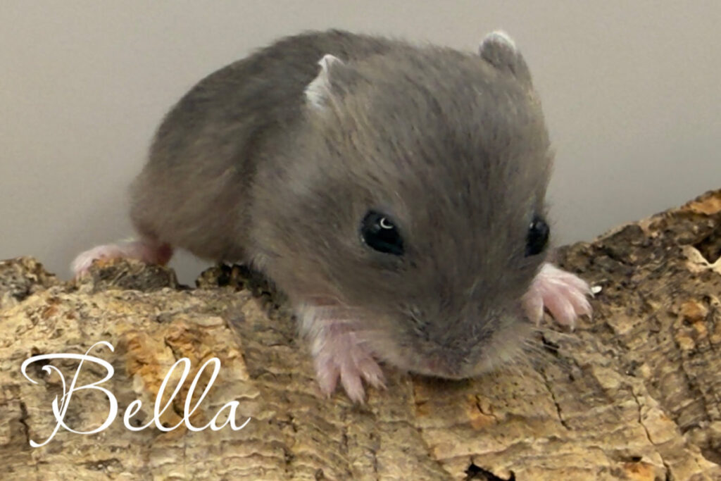 bella