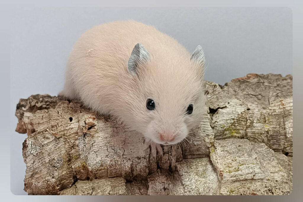 borůvka
