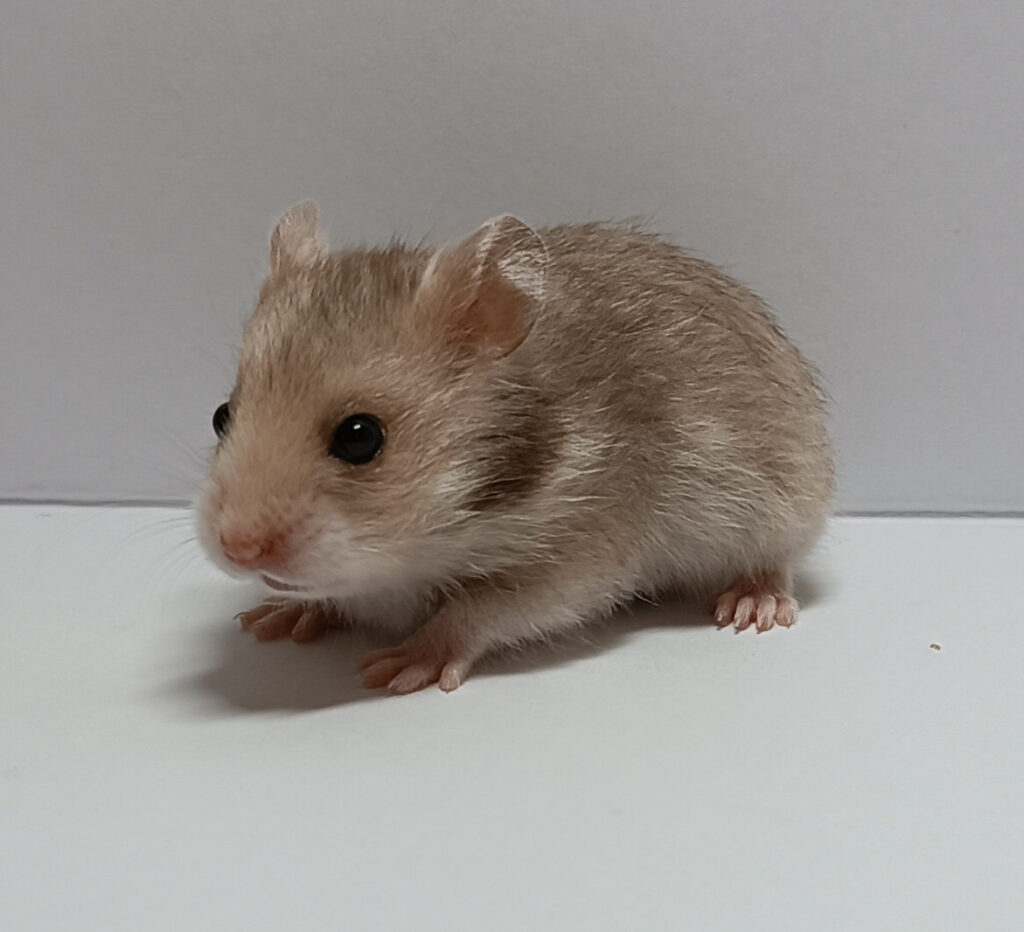 daisy