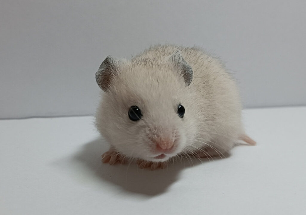 darius