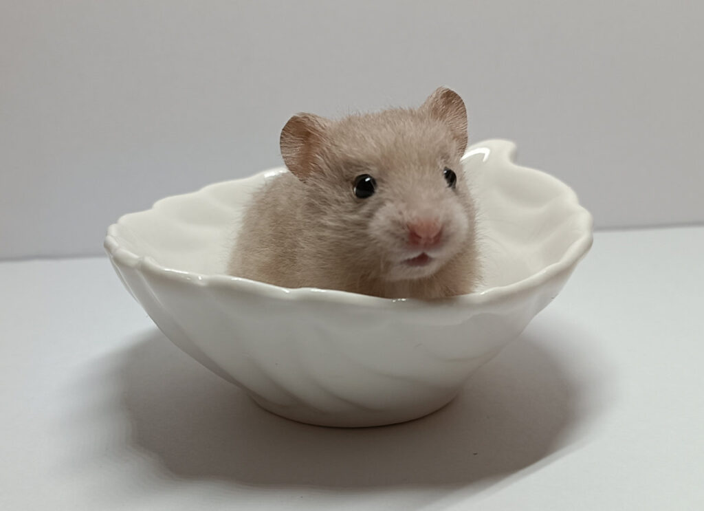darwin