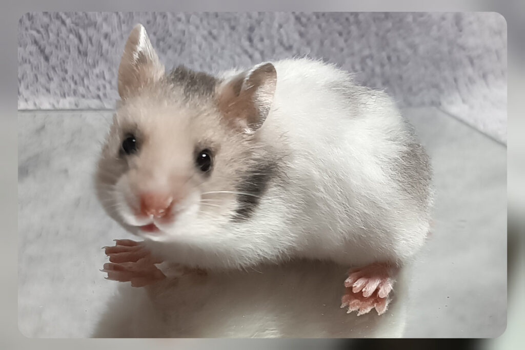 elysha