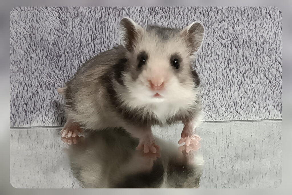 eronel
