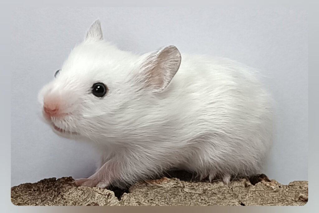 gino