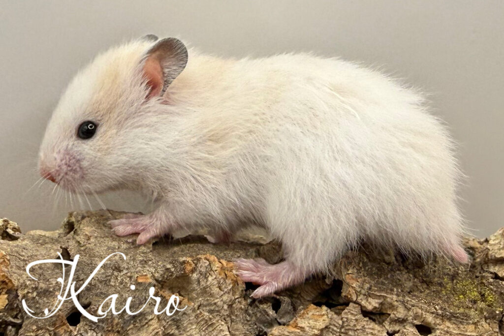 kairo