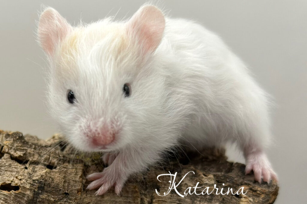 katarina