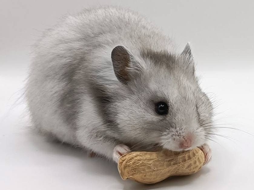 Faëllka