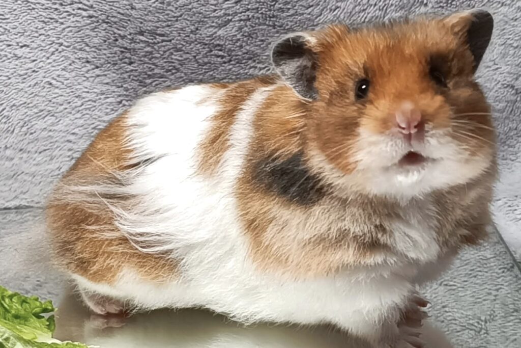 Charlie