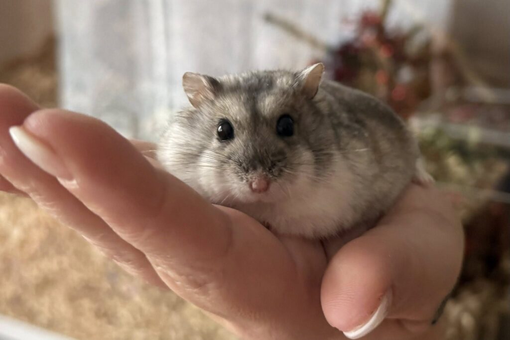 honey