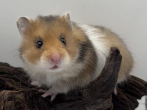 Nathan