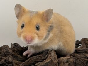 Nona